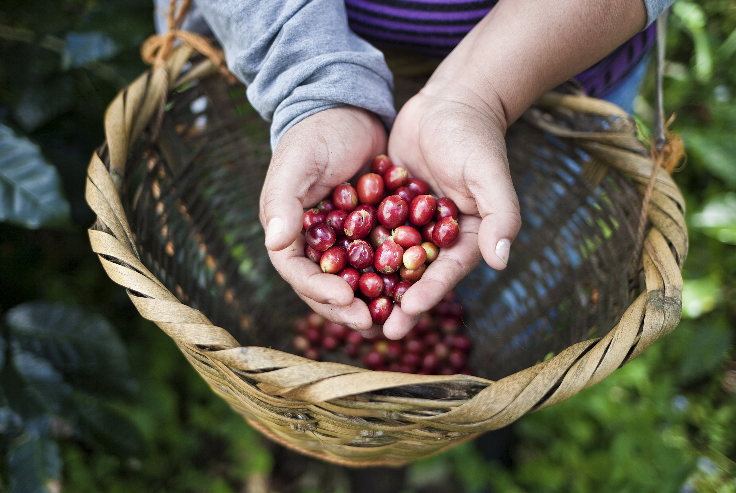 Kaffebönor. Foto: Marcus Lundstedt 