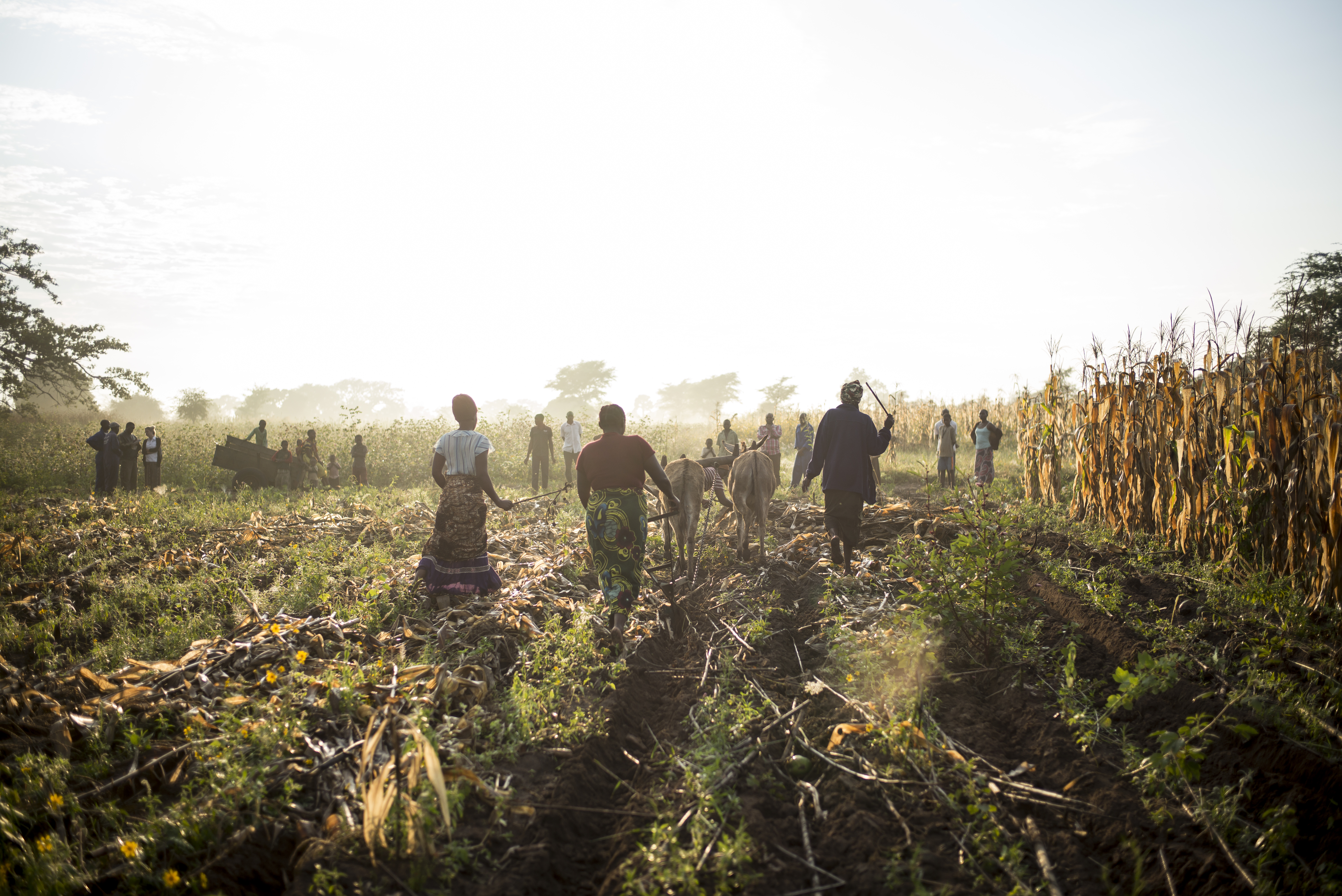 Småskaliga bomullsodlare, Zambia. Foto: Anders Hansson